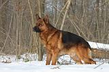 BERGER ALLEMAND 506